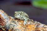 Kreuzkrte (Bufo calamita)