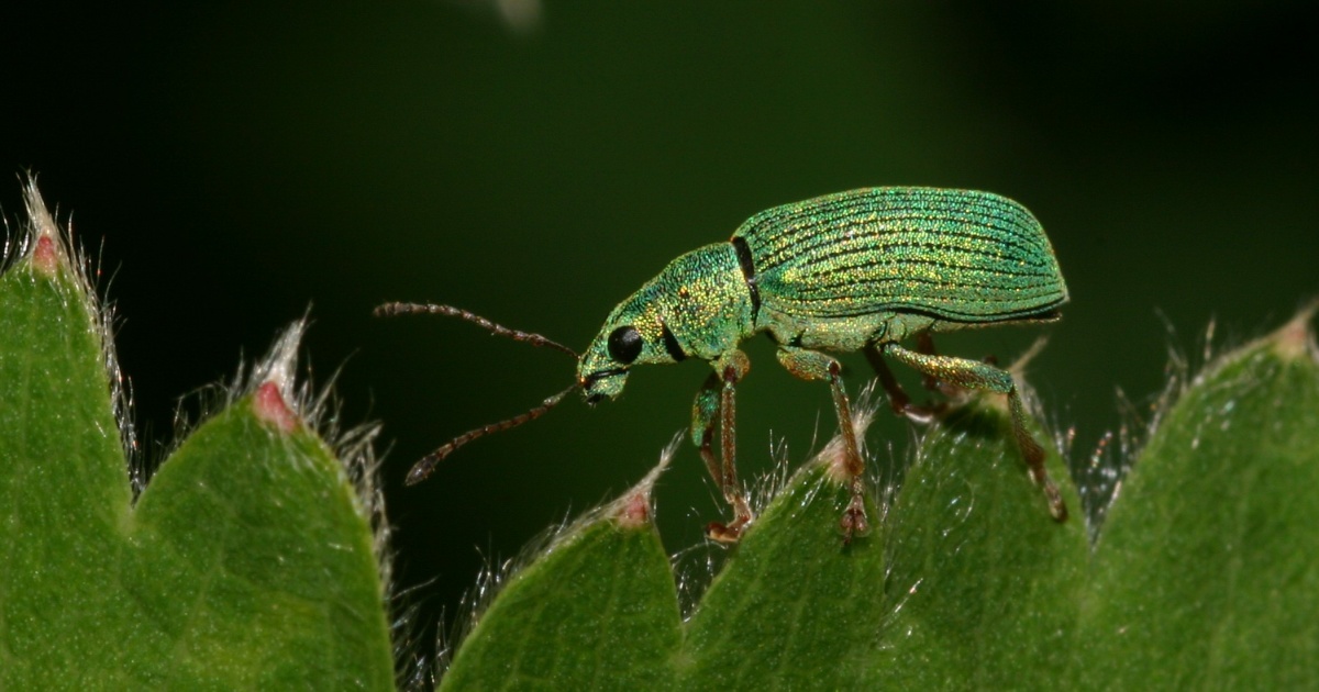 Naturspektrum bersicht Coleoptera K fer Mit Foto s naturspektrum-bersicht-coleoptera-k-fer-mit-foto-s