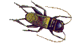 Orthoptera (Geradflügler)