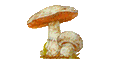 Agaricales(Bltterpilze)