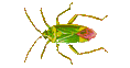 Heteroptera(Wanzen)